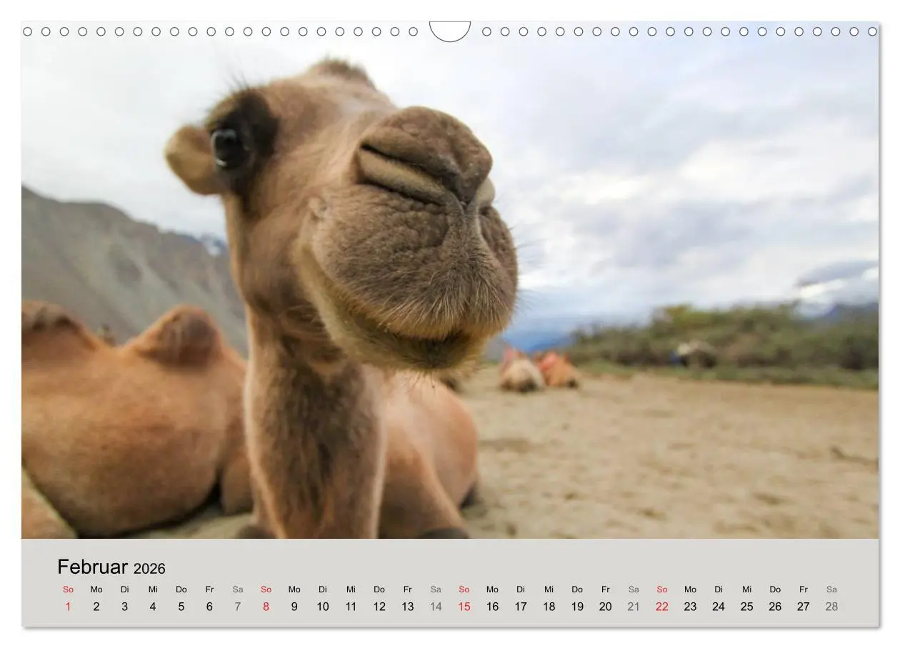 Bild: 9783516045451 | Kamel Porträt (Wandkalender 2026 DIN A3 quer), CALVENDO Monatskalender