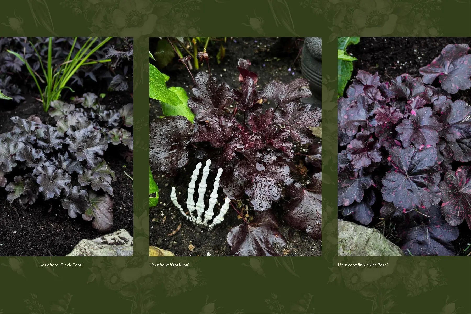 Bild: 9781643265551 | Darkness in Bloom | A Gothic Guide to Dramatic and Moody Plants | Buch