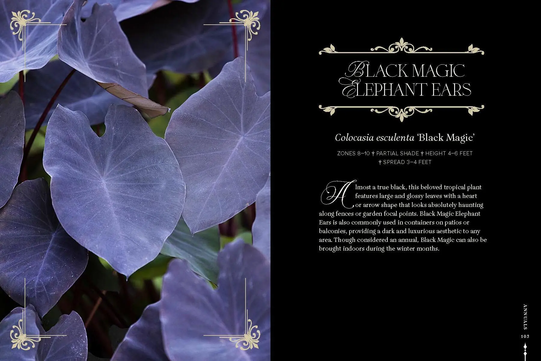 Bild: 9781643265551 | Darkness in Bloom | A Gothic Guide to Dramatic and Moody Plants | Buch