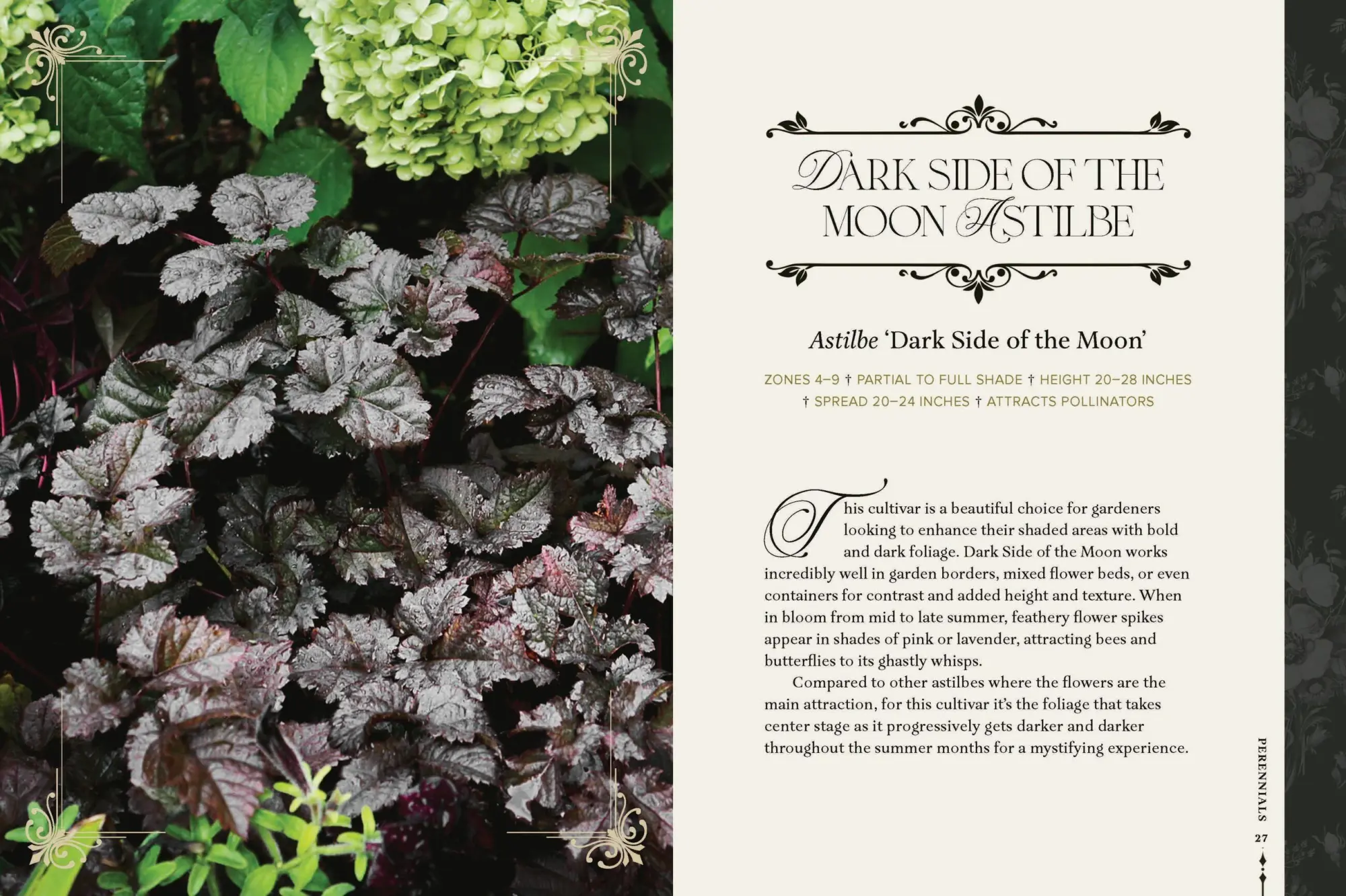 Bild: 9781643265551 | Darkness in Bloom | A Gothic Guide to Dramatic and Moody Plants | Buch