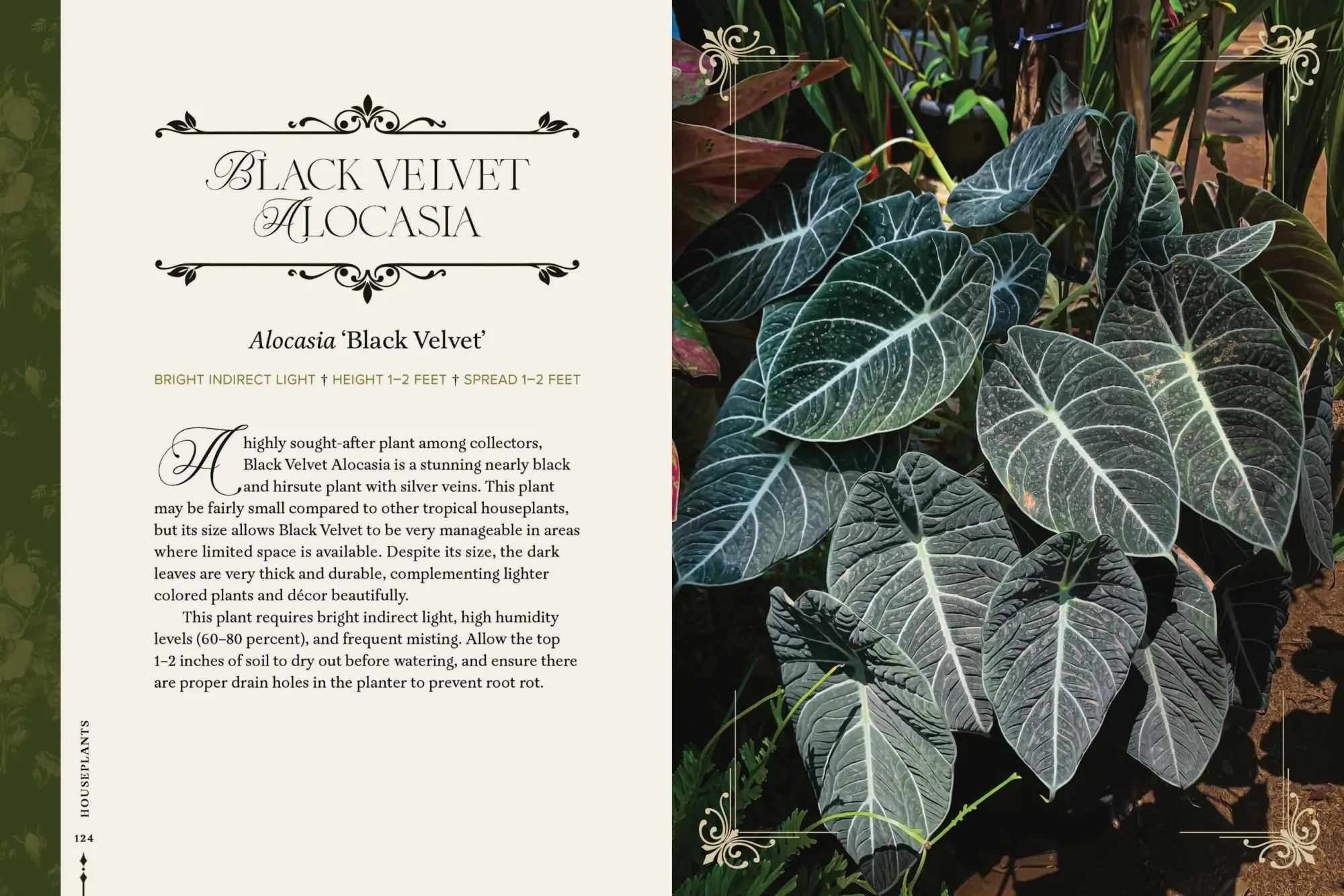 Bild: 9781643265551 | Darkness in Bloom | A Gothic Guide to Dramatic and Moody Plants | Buch