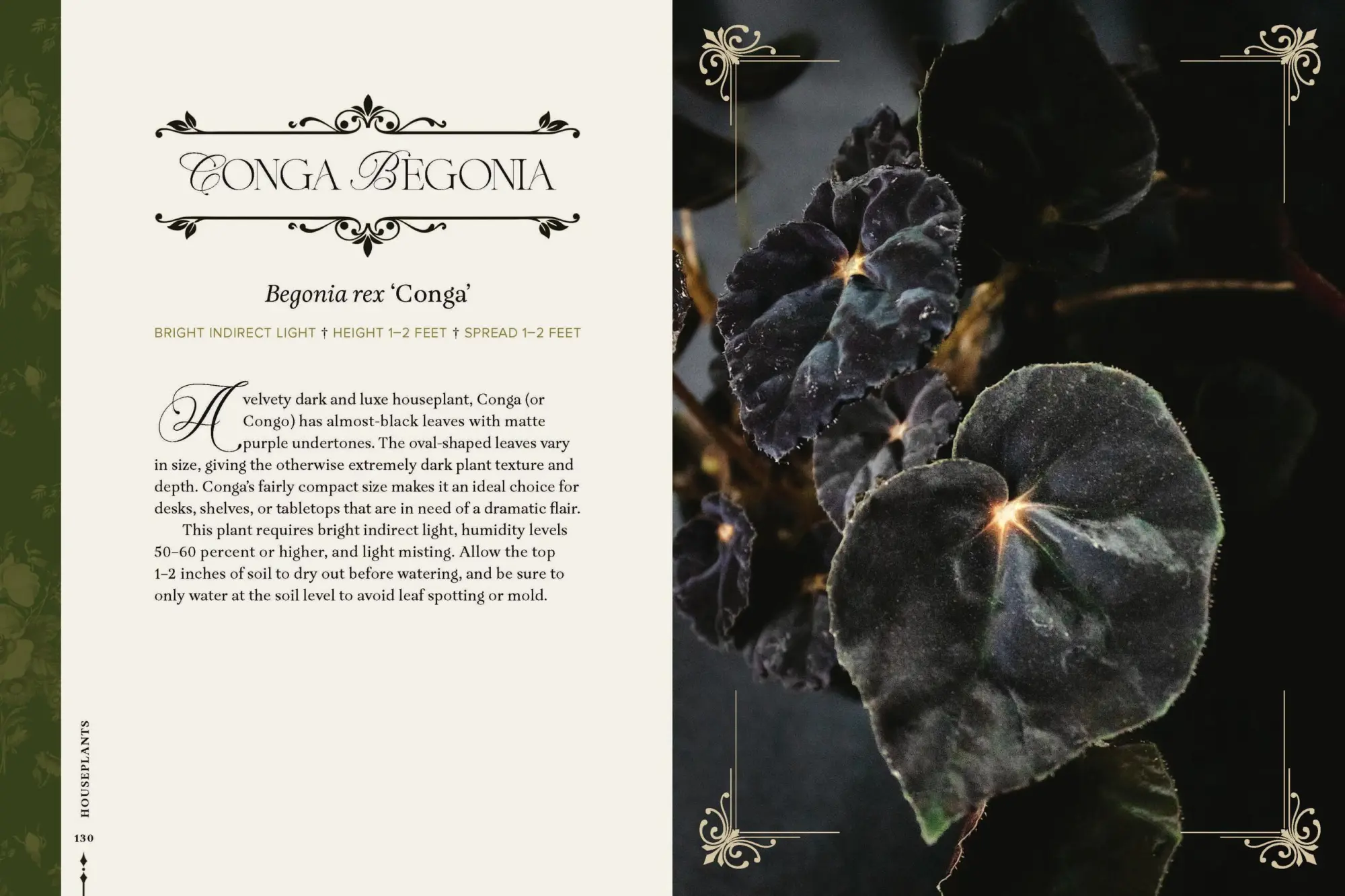 Bild: 9781643265551 | Darkness in Bloom | A Gothic Guide to Dramatic and Moody Plants | Buch