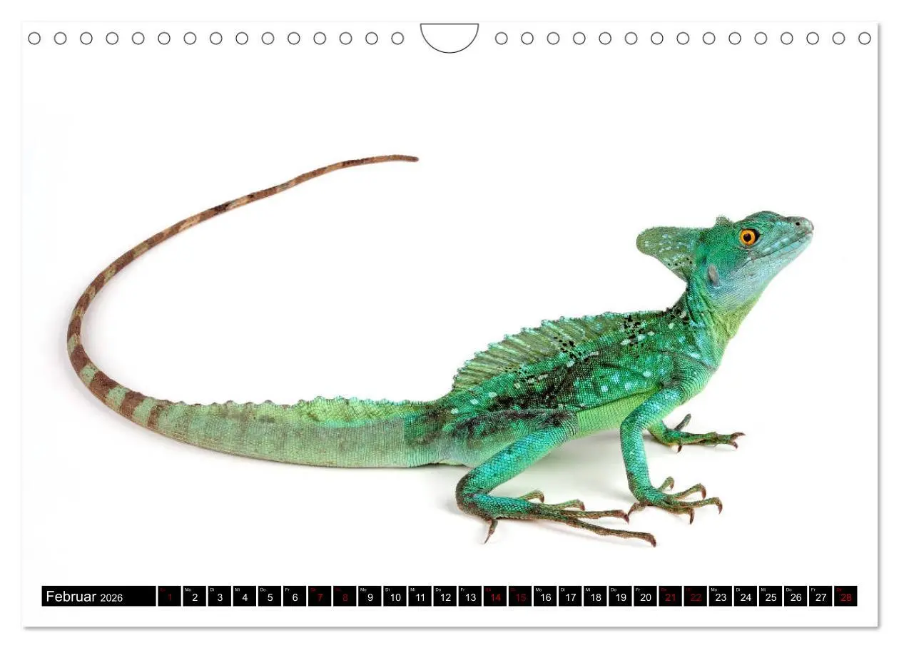 Bild: 9783457875551 | Amphibien und Reptilien (Wandkalender 2026 DIN A4 quer), CALVENDO...