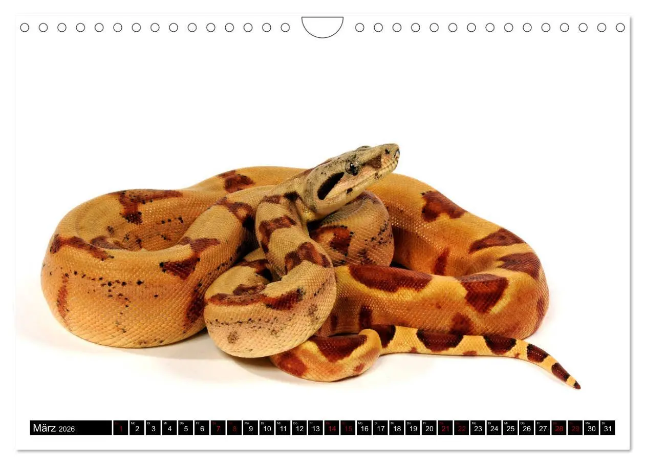 Bild: 9783457875551 | Amphibien und Reptilien (Wandkalender 2026 DIN A4 quer), CALVENDO...