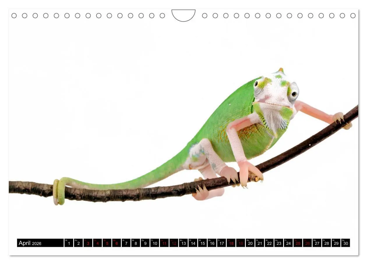 Bild: 9783457875551 | Amphibien und Reptilien (Wandkalender 2026 DIN A4 quer), CALVENDO...