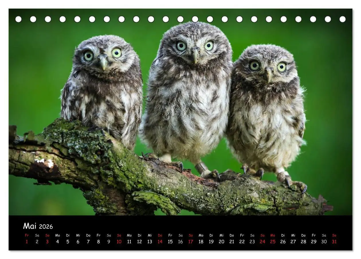 Bild: 9783516105551 | Billerbeck - Perle der Baumberge (Tischkalender 2026 DIN A5 quer),...