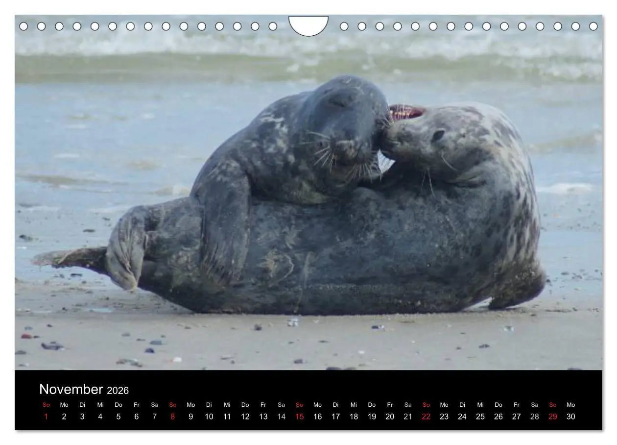Bild: 9783516195651 | Verspielte Robben (Wandkalender 2026 DIN A4 quer), CALVENDO...
