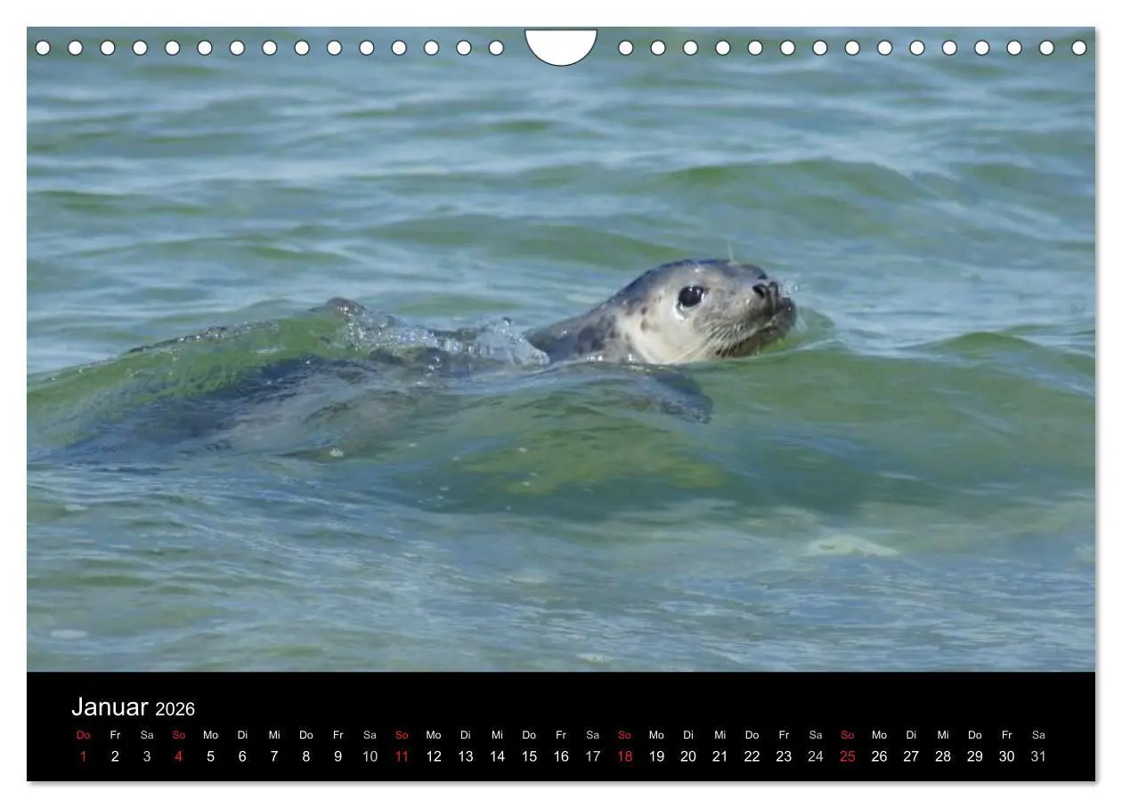 Bild: 9783516195651 | Verspielte Robben (Wandkalender 2026 DIN A4 quer), CALVENDO...