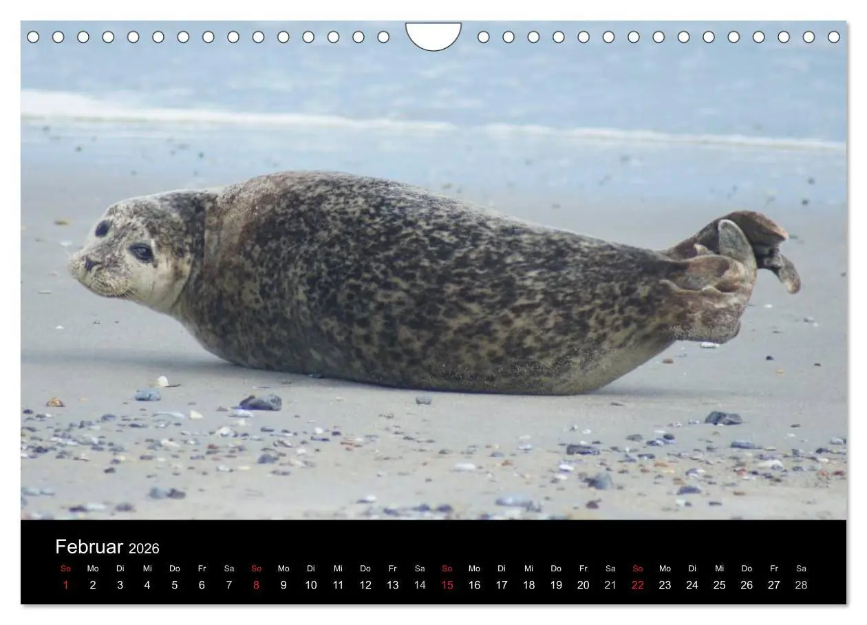 Bild: 9783516195651 | Verspielte Robben (Wandkalender 2026 DIN A4 quer), CALVENDO...