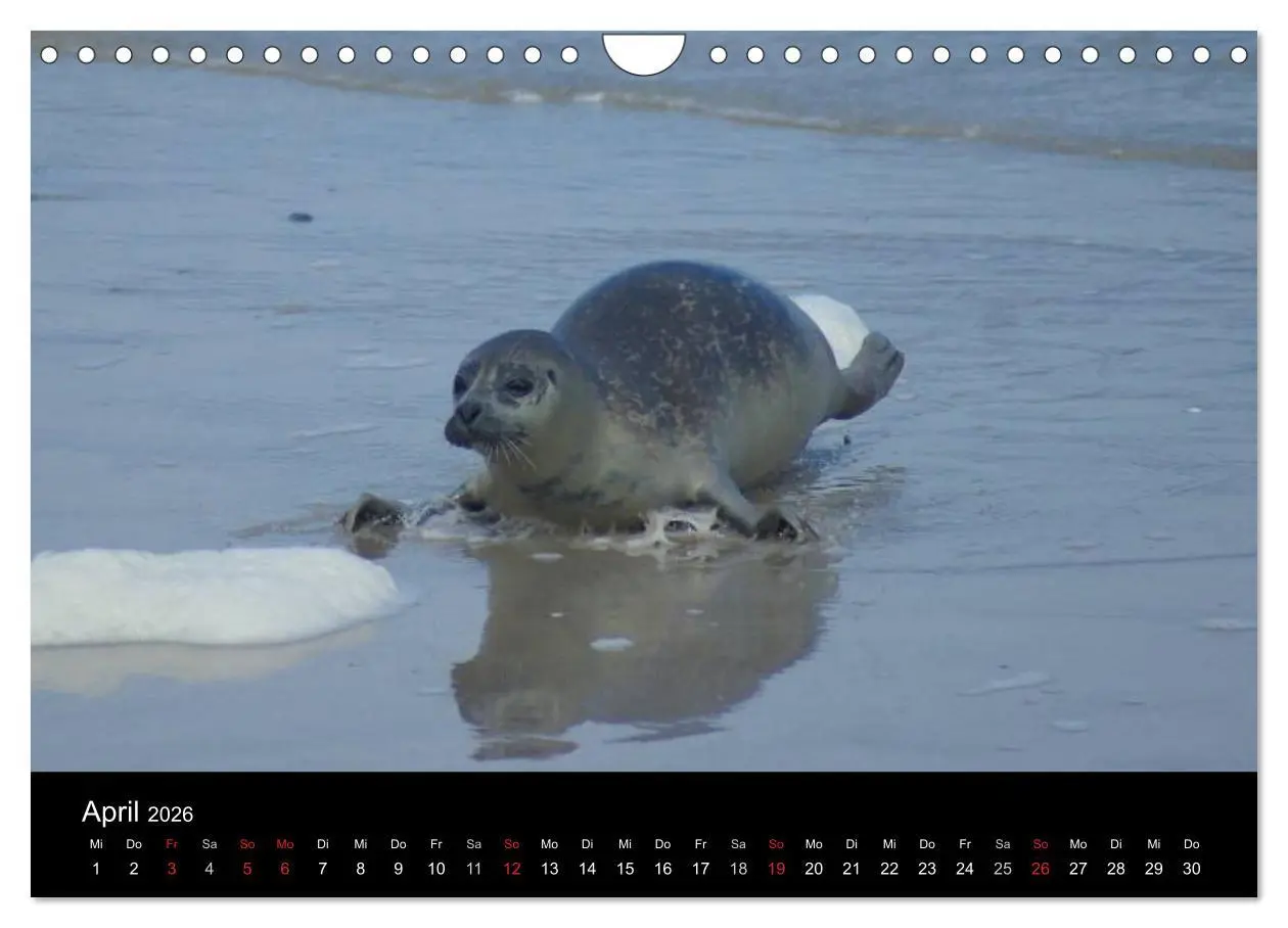 Bild: 9783516195651 | Verspielte Robben (Wandkalender 2026 DIN A4 quer), CALVENDO...
