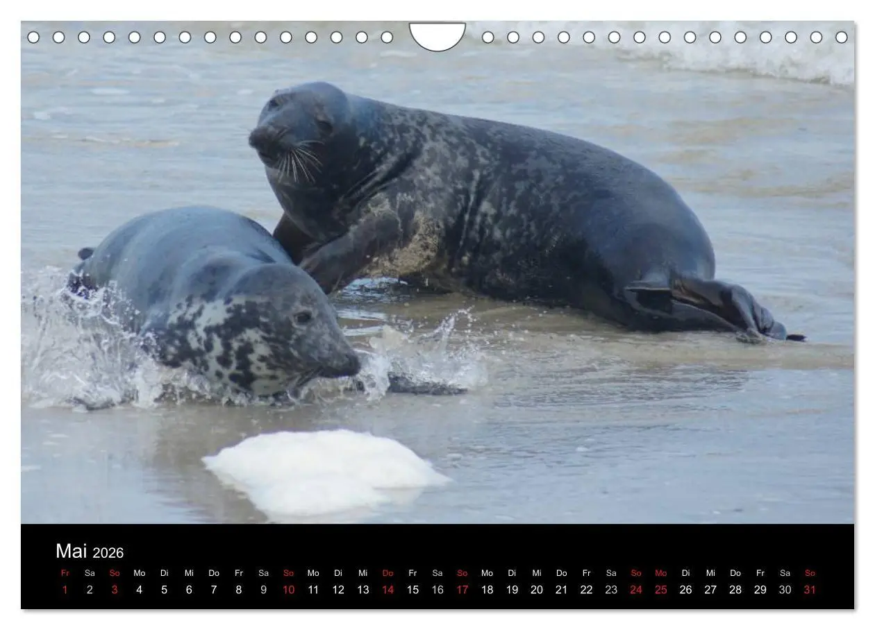 Bild: 9783516195651 | Verspielte Robben (Wandkalender 2026 DIN A4 quer), CALVENDO...