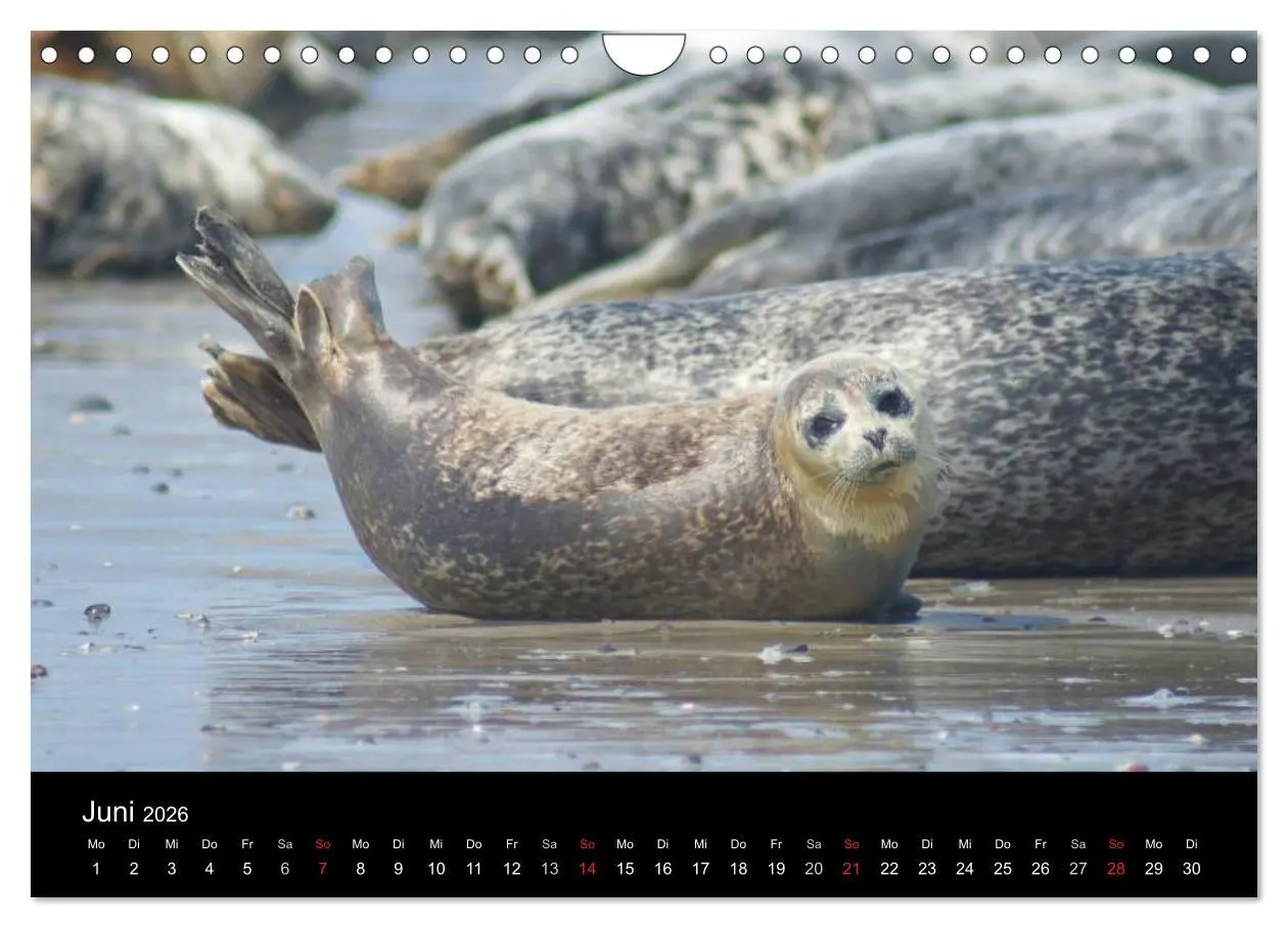 Bild: 9783516195651 | Verspielte Robben (Wandkalender 2026 DIN A4 quer), CALVENDO...