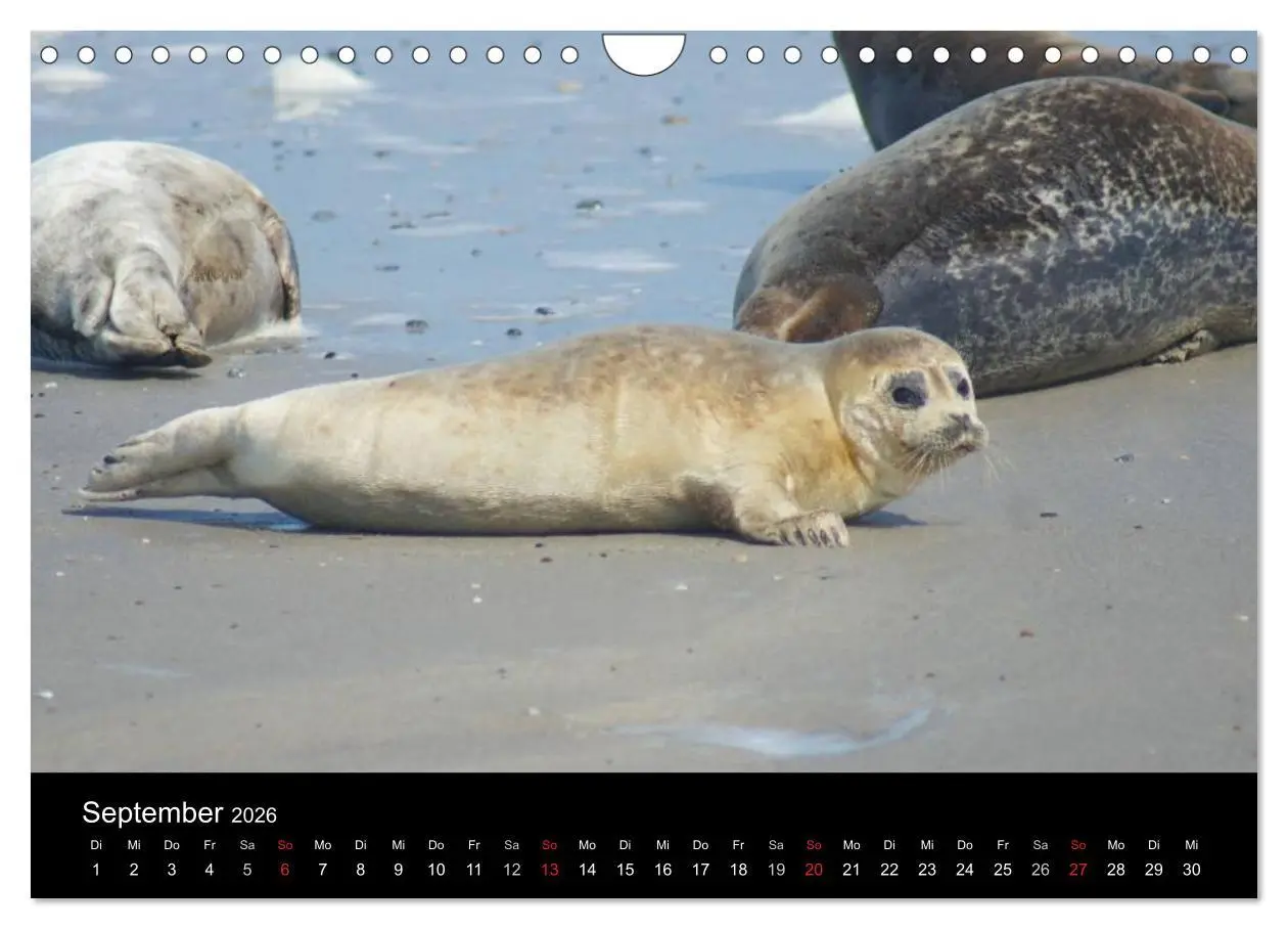 Bild: 9783516195651 | Verspielte Robben (Wandkalender 2026 DIN A4 quer), CALVENDO...