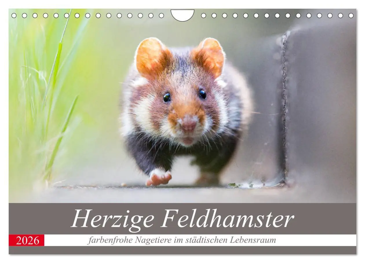 Cover: 9783457785751 | Herzige Feldhamster - farbenfrohe Nagetiere im städtischen...