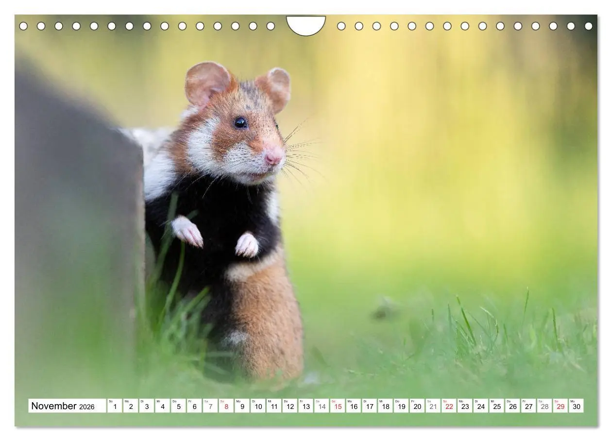 Bild: 9783457785751 | Herzige Feldhamster - farbenfrohe Nagetiere im städtischen...