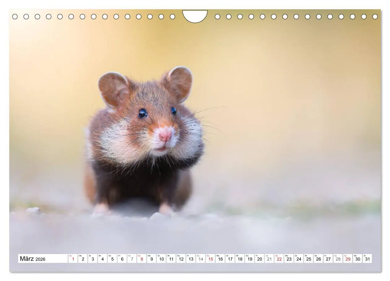 Bild: 9783457785751 | Herzige Feldhamster - farbenfrohe Nagetiere im städtischen...