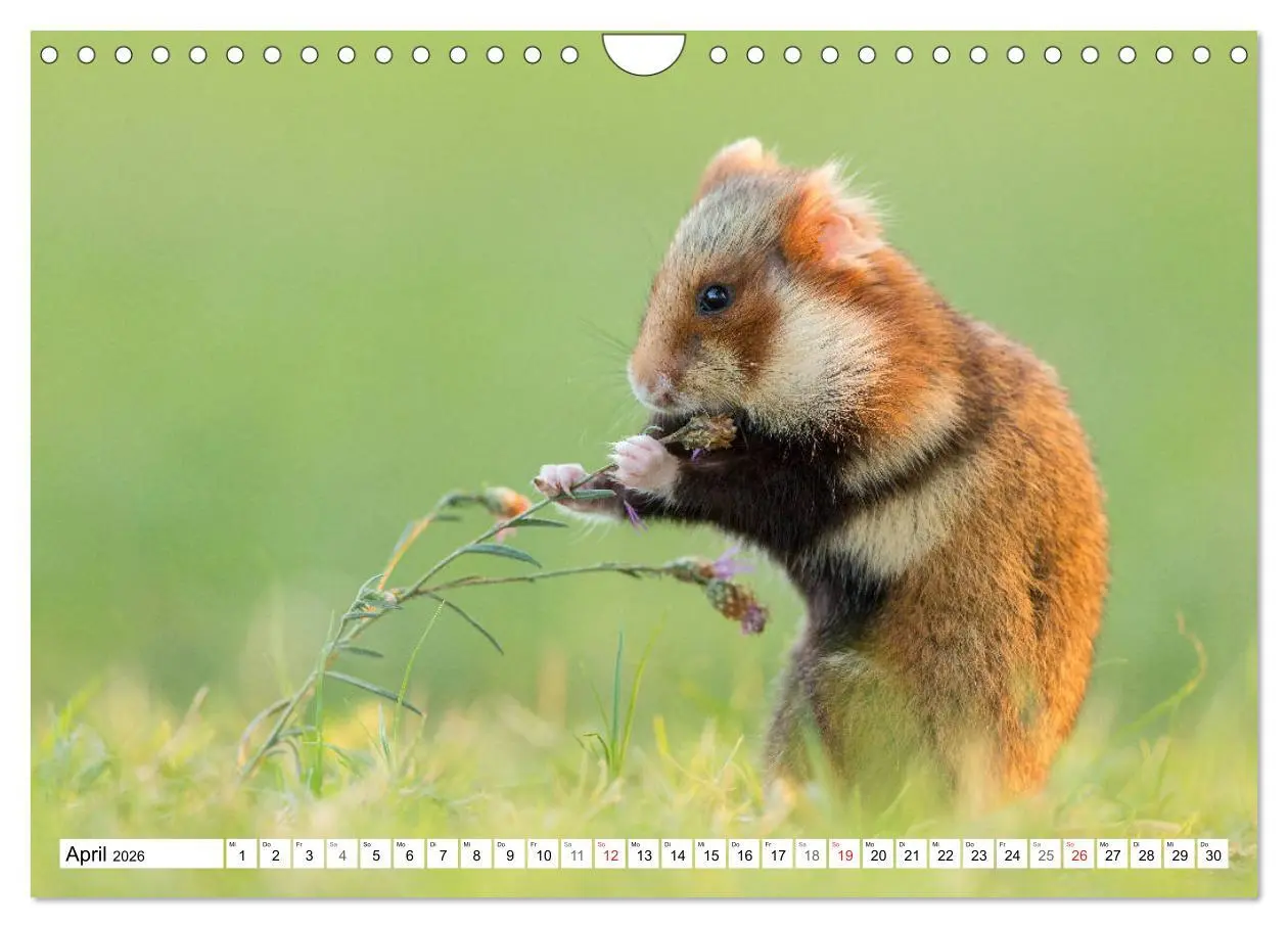Bild: 9783457785751 | Herzige Feldhamster - farbenfrohe Nagetiere im städtischen...