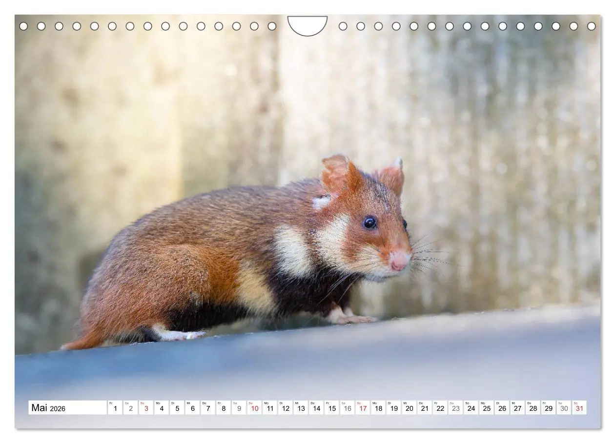 Bild: 9783457785751 | Herzige Feldhamster - farbenfrohe Nagetiere im städtischen...