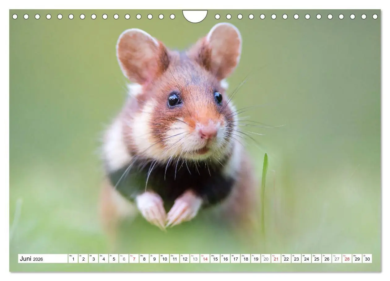 Bild: 9783457785751 | Herzige Feldhamster - farbenfrohe Nagetiere im städtischen...