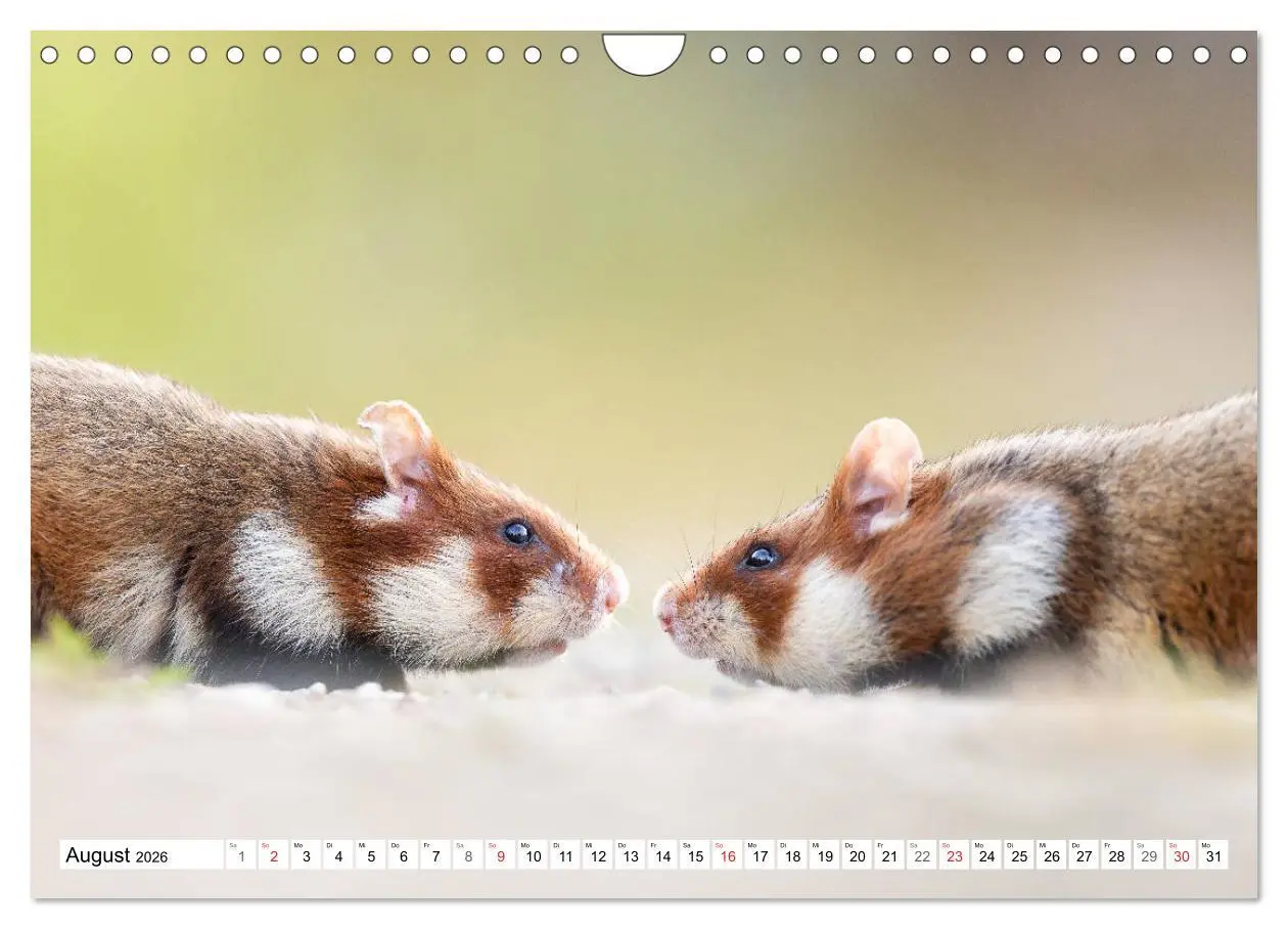 Bild: 9783457785751 | Herzige Feldhamster - farbenfrohe Nagetiere im städtischen...