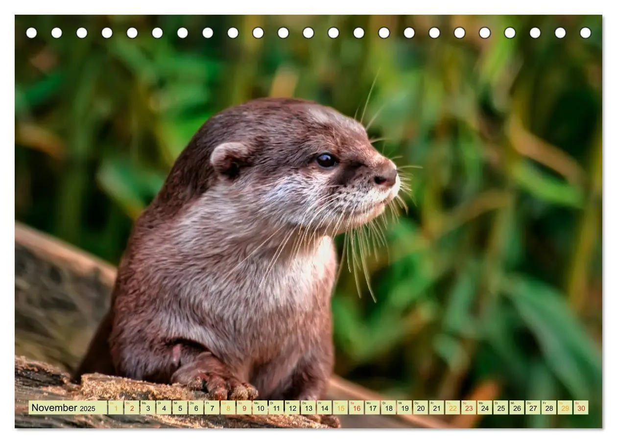 Bild: 9783435375851 | Fischotter - putzige Kerlchen und elegante Schwimmer (Tischkalender...