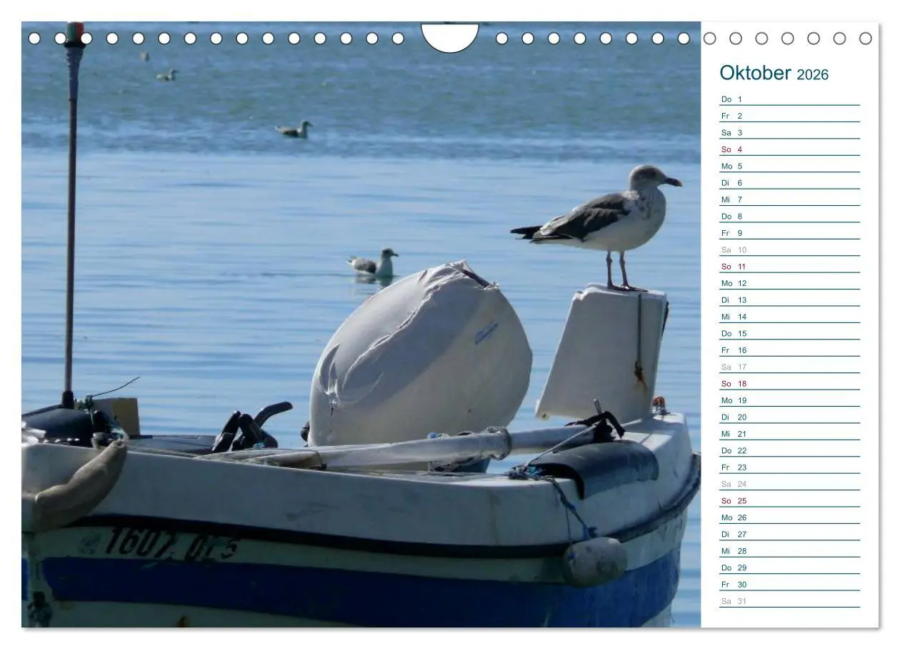 Bild: 9783516175851 | Möwen - Von der Ostsee bis zum Atlantik (Wandkalender 2026 DIN A4...