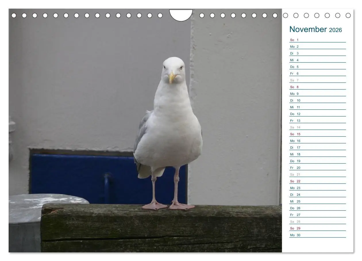 Bild: 9783516175851 | Möwen - Von der Ostsee bis zum Atlantik (Wandkalender 2026 DIN A4...