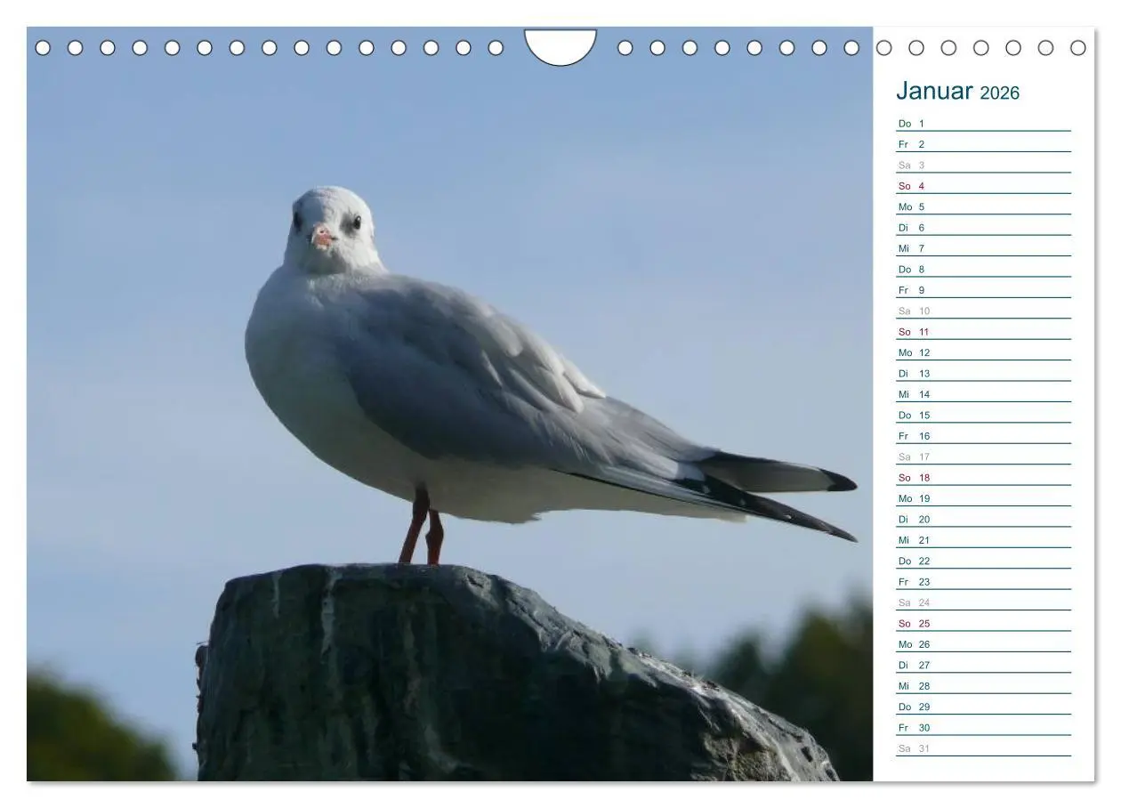 Bild: 9783516175851 | Möwen - Von der Ostsee bis zum Atlantik (Wandkalender 2026 DIN A4...