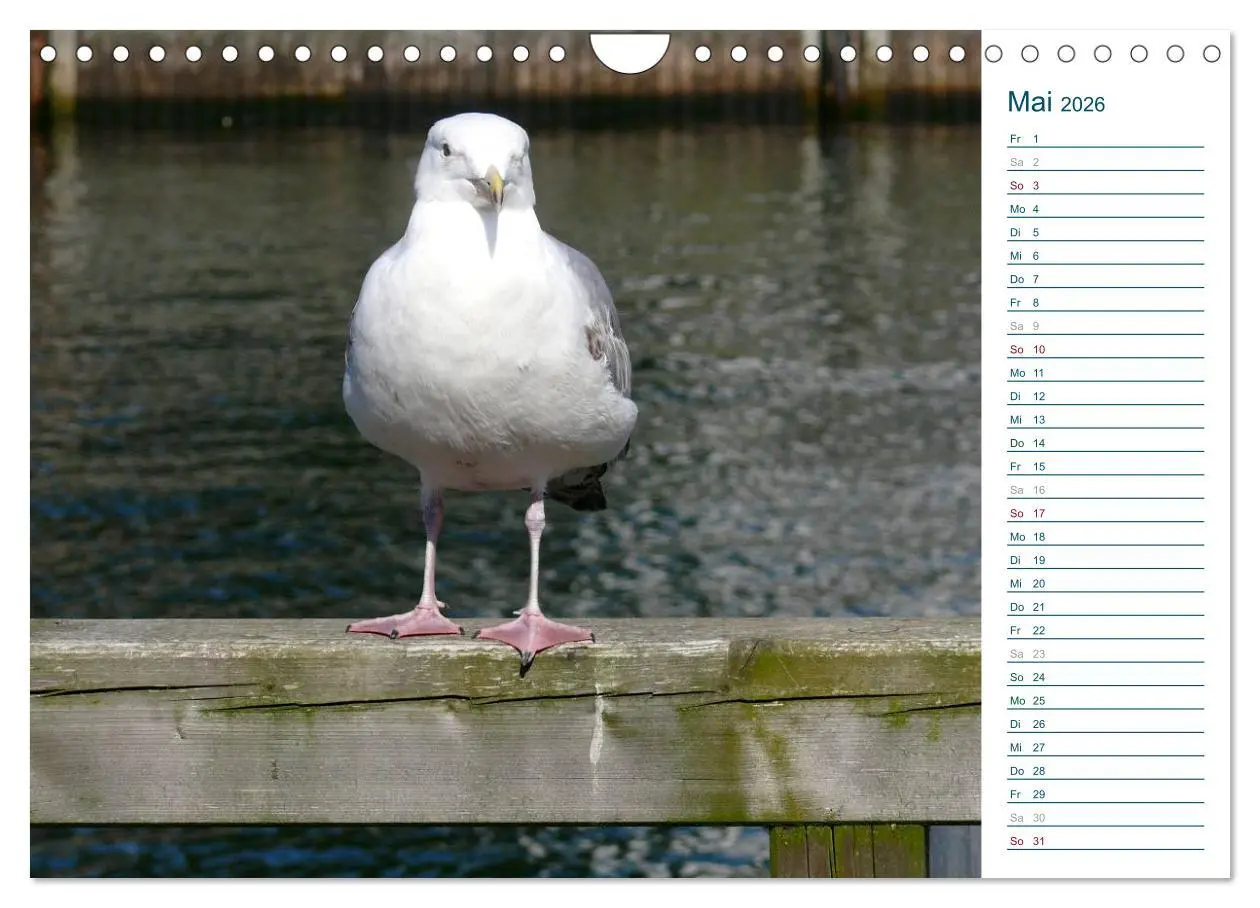 Bild: 9783516175851 | Möwen - Von der Ostsee bis zum Atlantik (Wandkalender 2026 DIN A4...