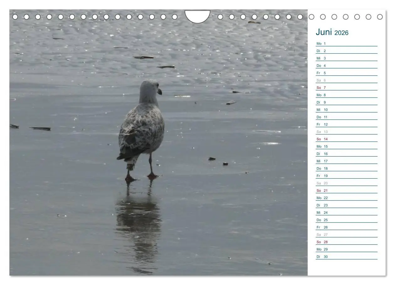 Bild: 9783516175851 | Möwen - Von der Ostsee bis zum Atlantik (Wandkalender 2026 DIN A4...