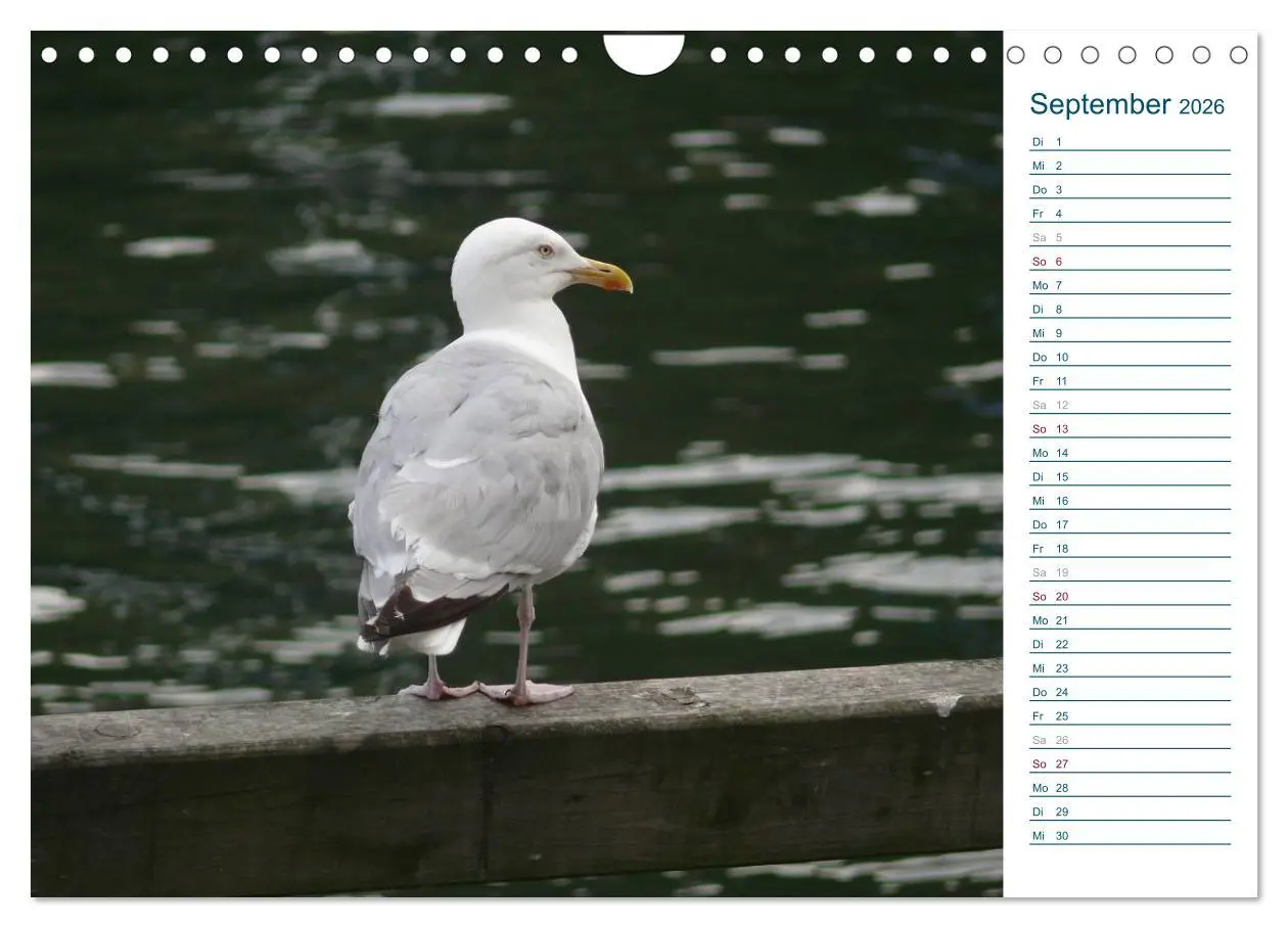 Bild: 9783516175851 | Möwen - Von der Ostsee bis zum Atlantik (Wandkalender 2026 DIN A4...