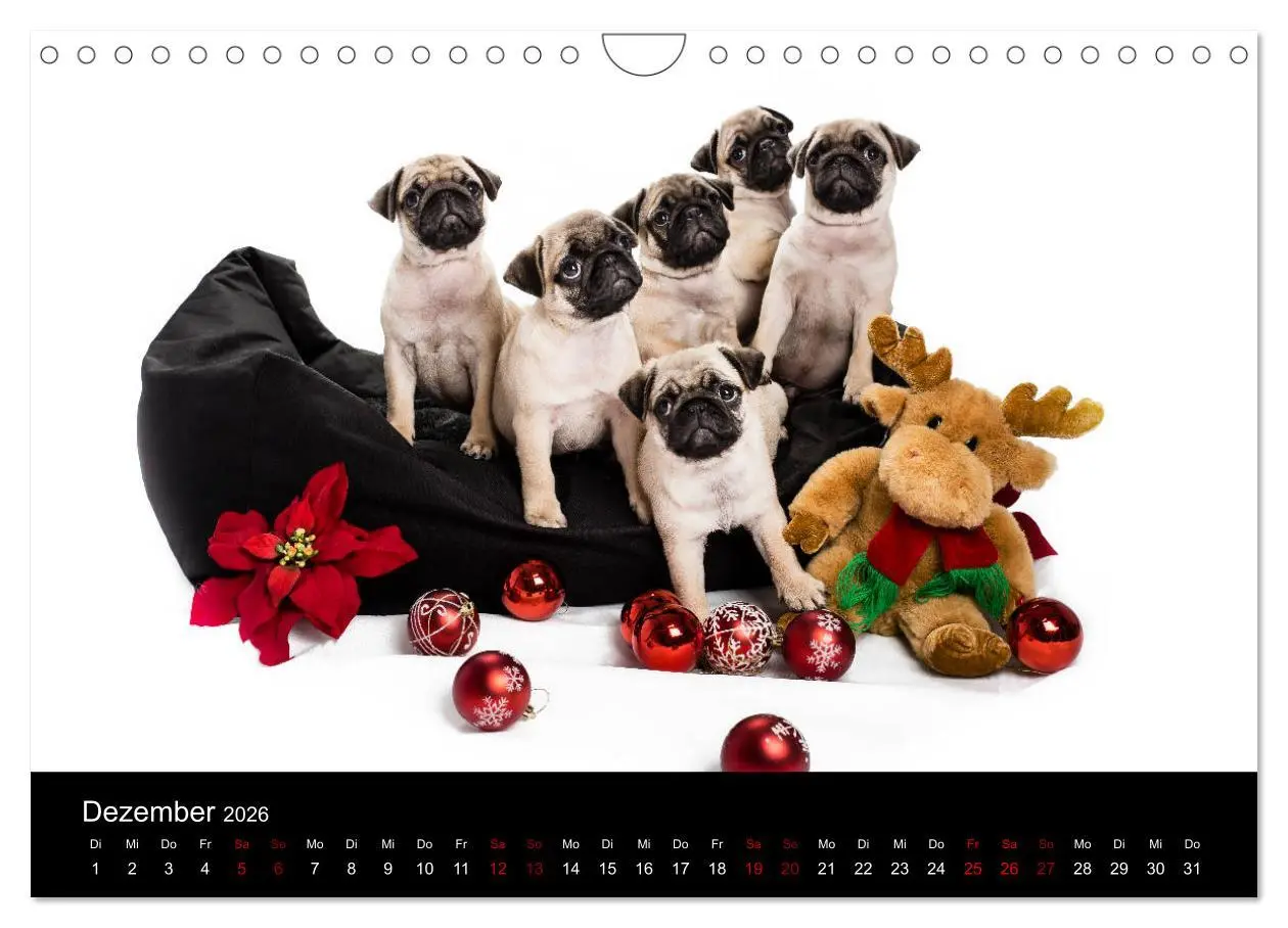 Bild: 9783457886151 | MÖPSE - tierische Momente im Fotostudio (Wandkalender 2026 DIN A4...