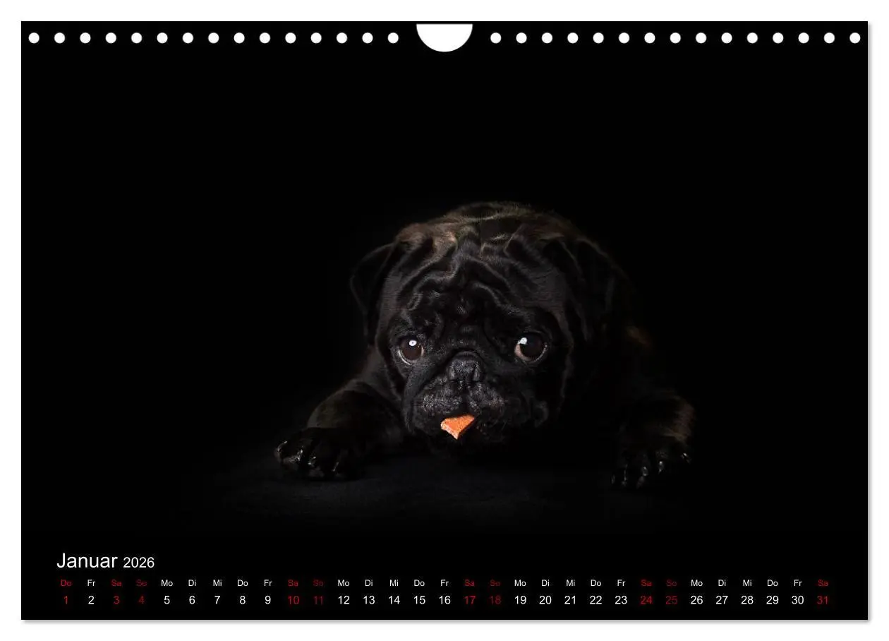 Bild: 9783457886151 | MÖPSE - tierische Momente im Fotostudio (Wandkalender 2026 DIN A4...