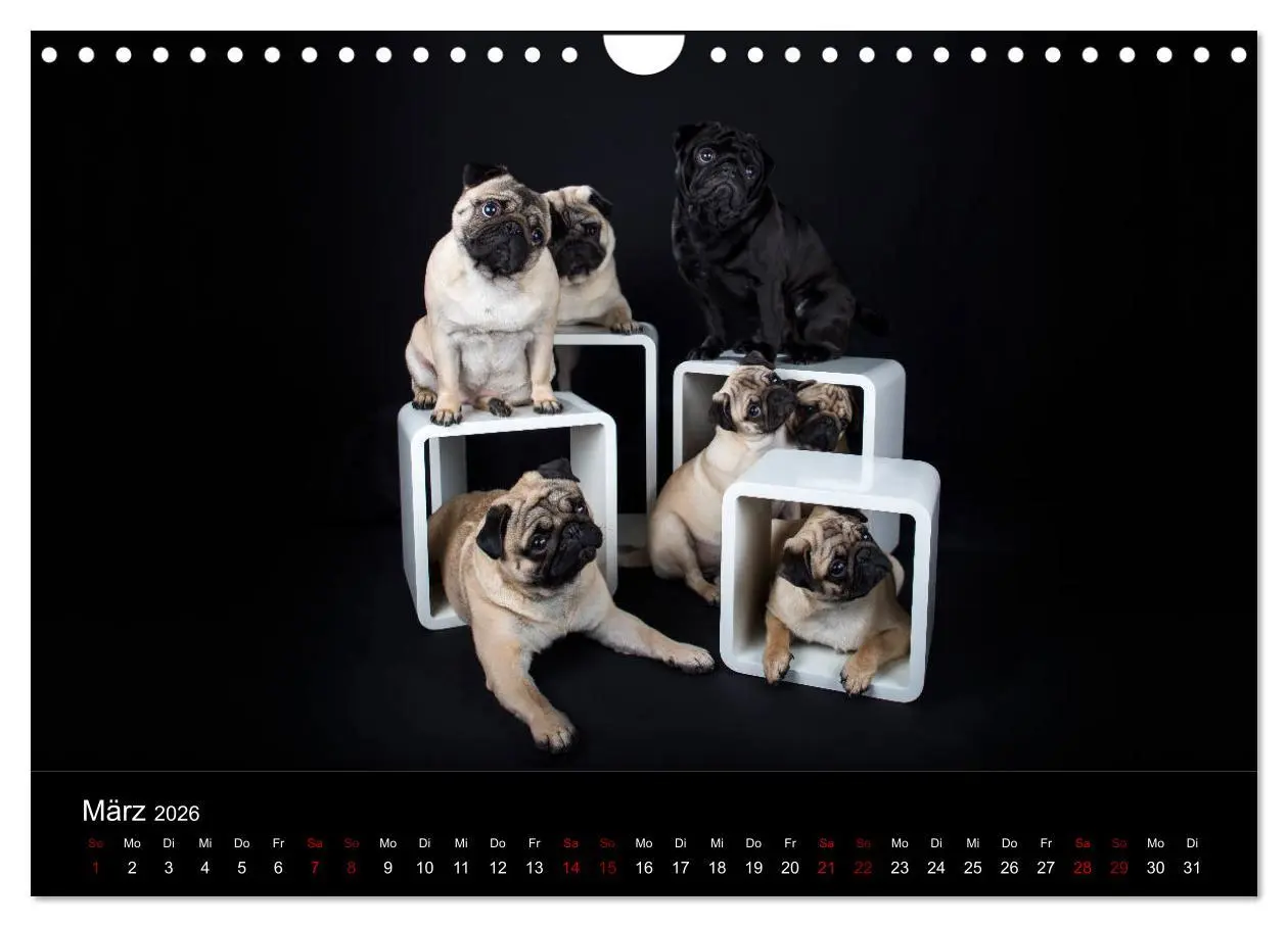 Bild: 9783457886151 | MÖPSE - tierische Momente im Fotostudio (Wandkalender 2026 DIN A4...