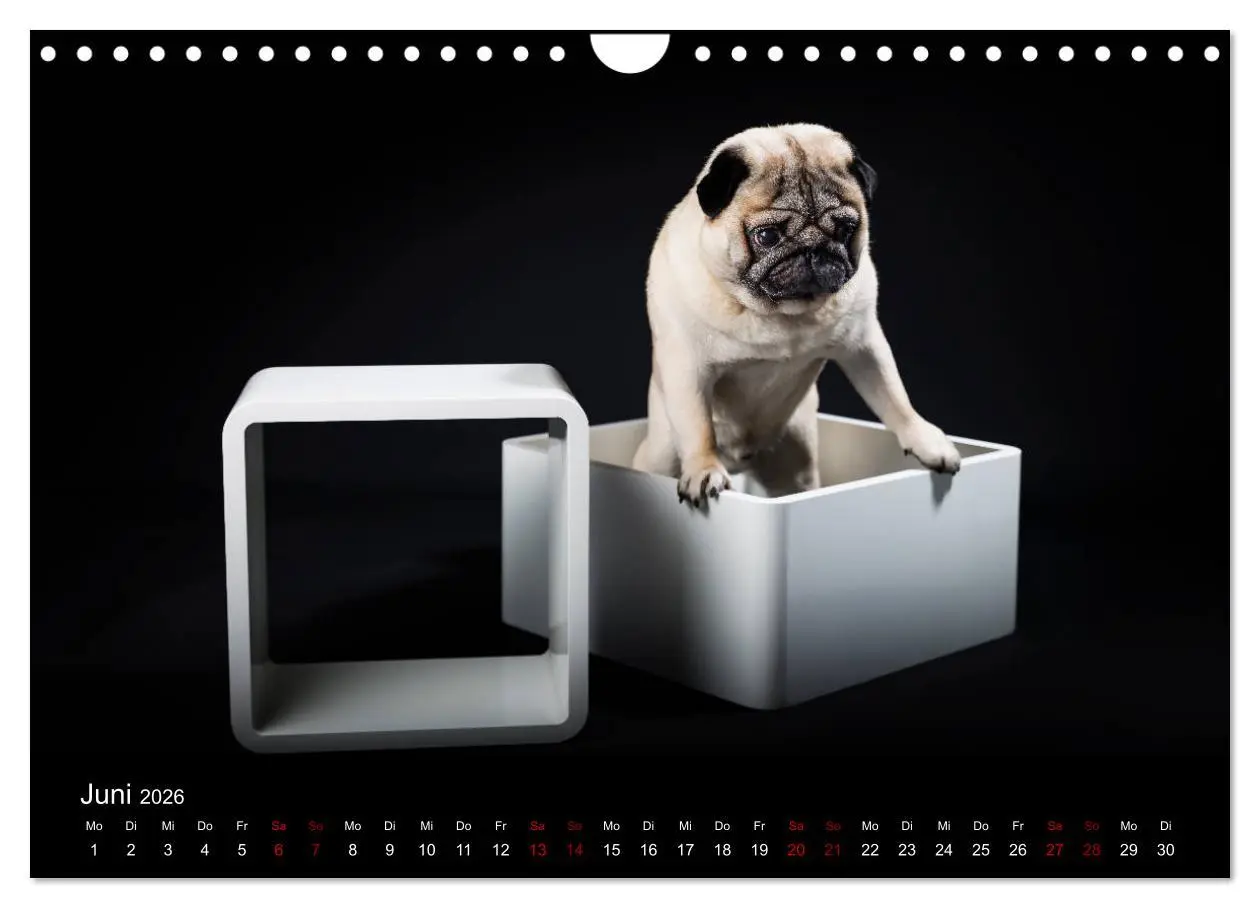 Bild: 9783457886151 | MÖPSE - tierische Momente im Fotostudio (Wandkalender 2026 DIN A4...