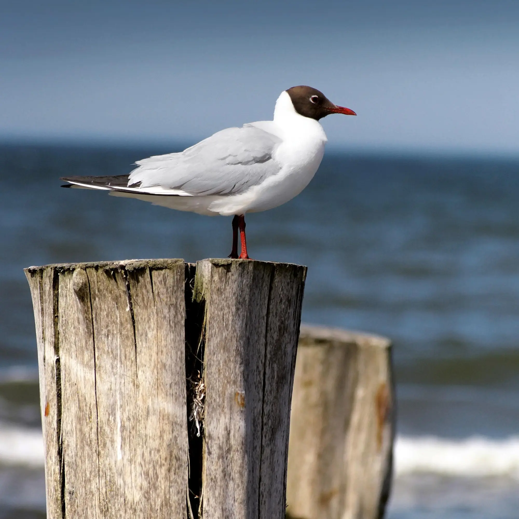Bild: 9783959296151 | Nordsee/Northern Sea 2026 | Kalender 2026 | Kalender | Artwork Edition