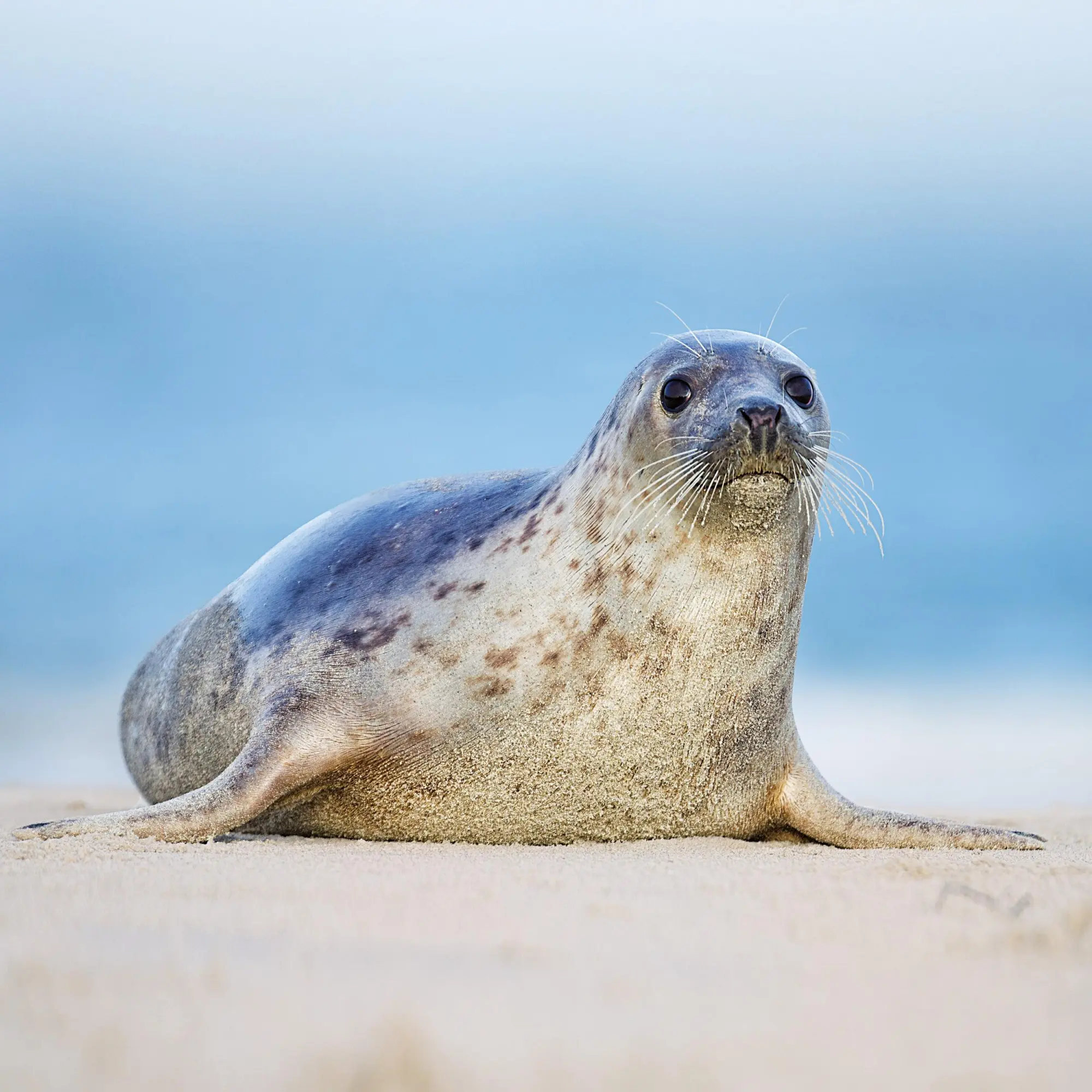 Bild: 9783959296151 | Nordsee/Northern Sea 2026 | Kalender 2026 | Kalender | Artwork Edition