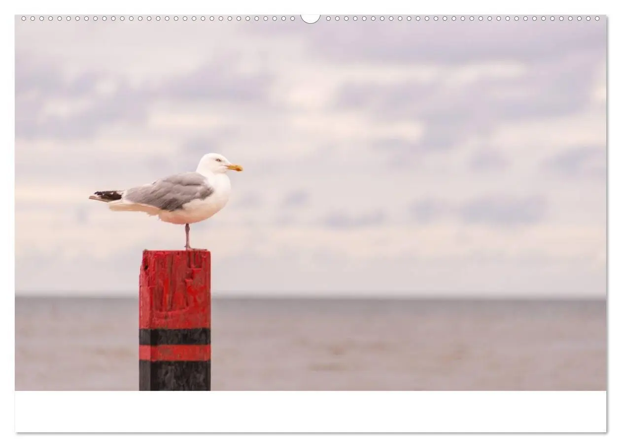 Bild: 9783435466351 | Grüße aus Texel (hochwertiger Premium Wandkalender 2025 DIN A2...