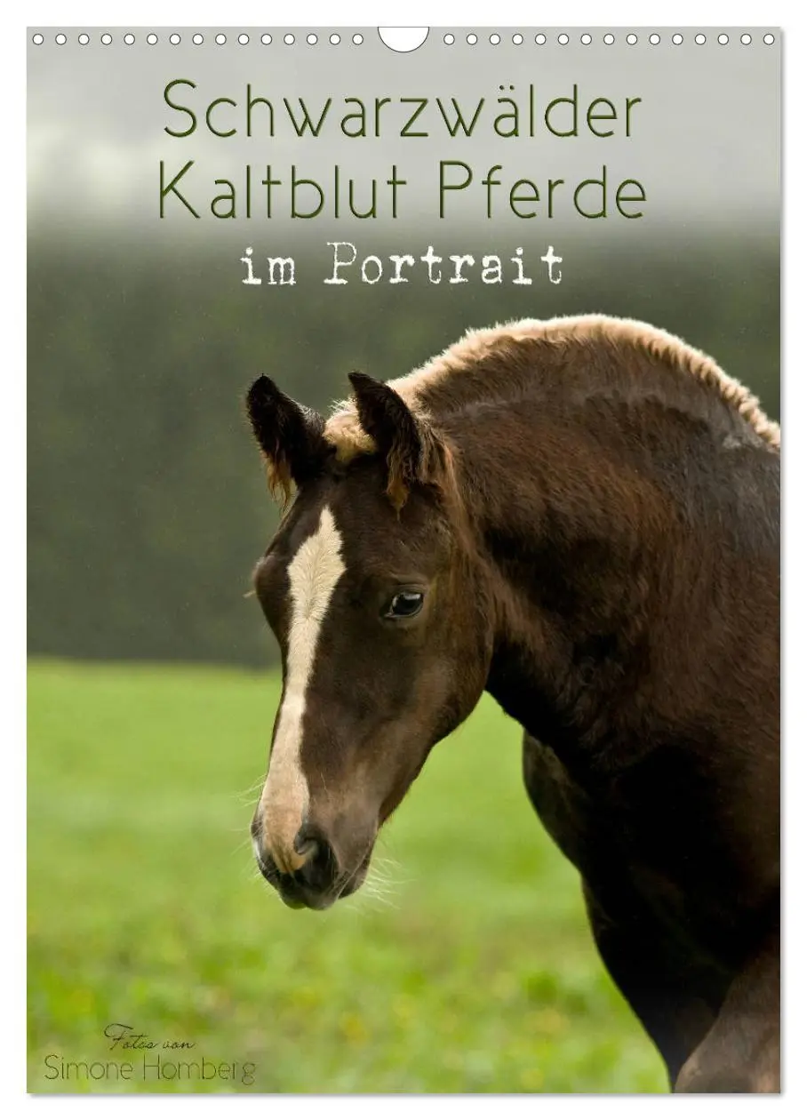 Cover: 9783516406351 | Schwarzwälder Kaltblut Pferde im Portrait (Wandkalender 2026 DIN A3...