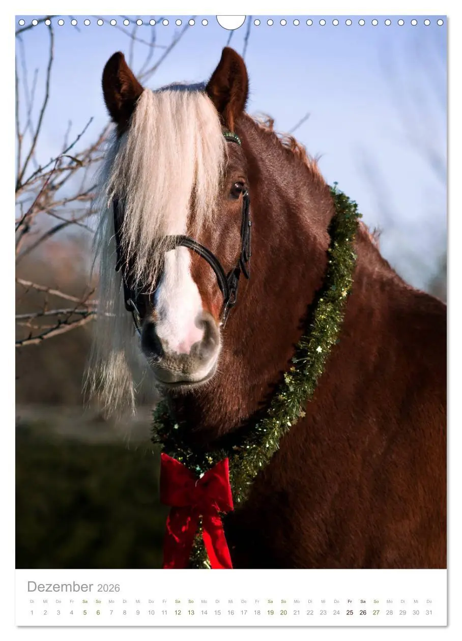 Bild: 9783516406351 | Schwarzwälder Kaltblut Pferde im Portrait (Wandkalender 2026 DIN A3...
