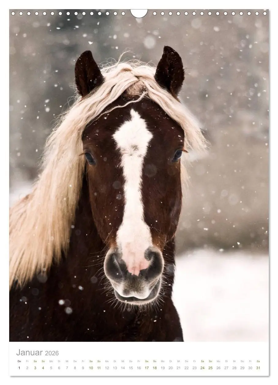 Bild: 9783516406351 | Schwarzwälder Kaltblut Pferde im Portrait (Wandkalender 2026 DIN A3...