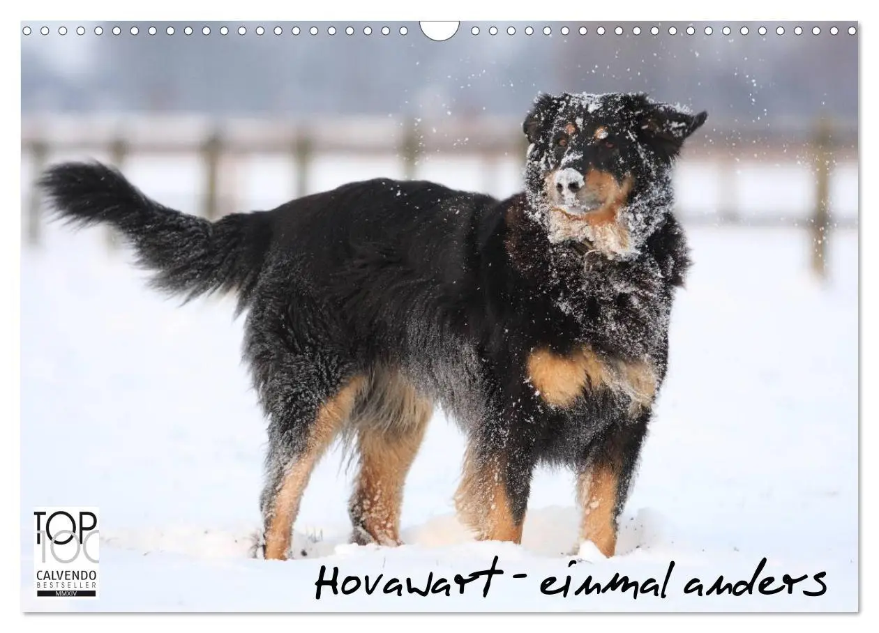 Cover: 9783516186451 | Hovawarte - einmal anders (Wandkalender 2026 DIN A3 quer), CALVENDO...