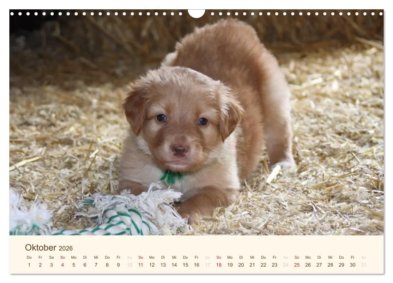 Bild: 9783516186451 | Hovawarte - einmal anders (Wandkalender 2026 DIN A3 quer), CALVENDO...