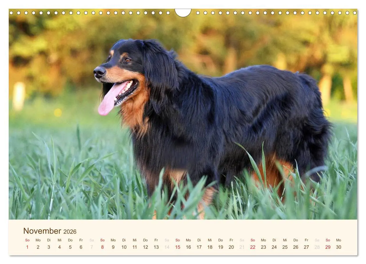 Bild: 9783516186451 | Hovawarte - einmal anders (Wandkalender 2026 DIN A3 quer), CALVENDO...