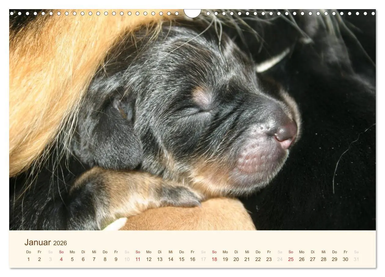 Bild: 9783516186451 | Hovawarte - einmal anders (Wandkalender 2026 DIN A3 quer), CALVENDO...