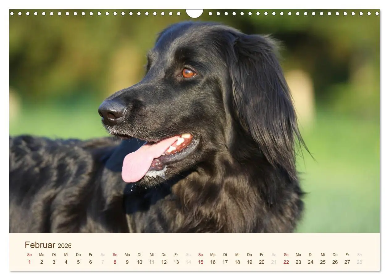 Bild: 9783516186451 | Hovawarte - einmal anders (Wandkalender 2026 DIN A3 quer), CALVENDO...