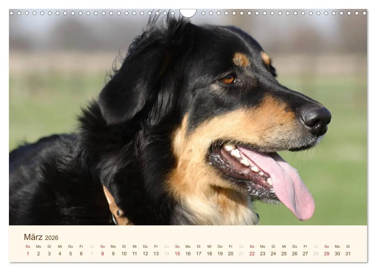 Bild: 9783516186451 | Hovawarte - einmal anders (Wandkalender 2026 DIN A3 quer), CALVENDO...