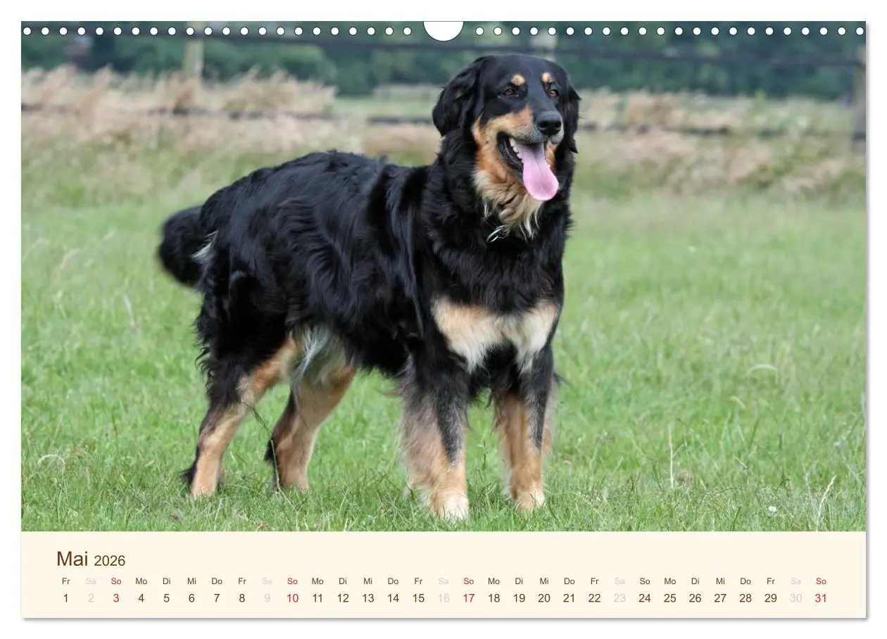 Bild: 9783516186451 | Hovawarte - einmal anders (Wandkalender 2026 DIN A3 quer), CALVENDO...