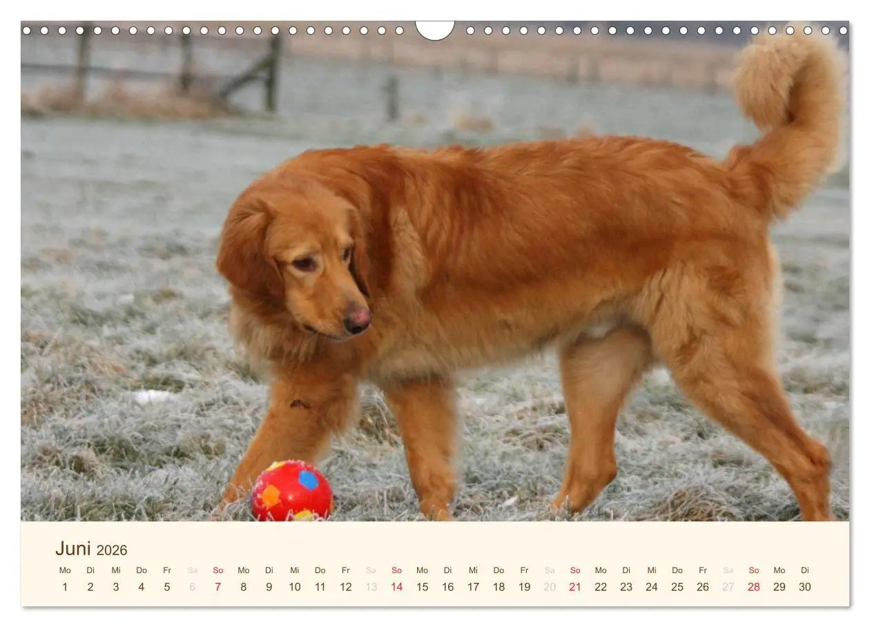 Bild: 9783516186451 | Hovawarte - einmal anders (Wandkalender 2026 DIN A3 quer), CALVENDO...