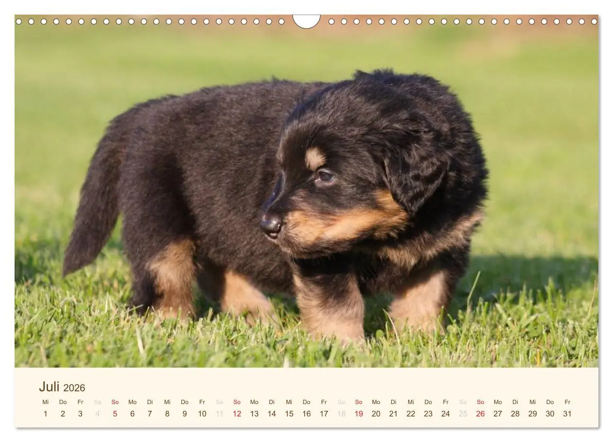 Bild: 9783516186451 | Hovawarte - einmal anders (Wandkalender 2026 DIN A3 quer), CALVENDO...